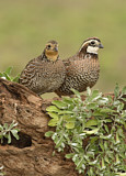 Image. Northern Bobwhite