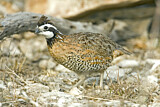 Image. Northern Bobwhite