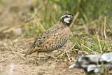 Image. Northern Bobwhite