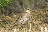 Image. Northern Bobwhite