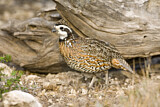 Image. Northern Bobwhite