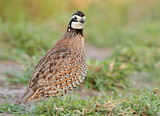 Image. Northern Bobwhite