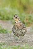 Image. Northern Bobwhite