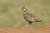 Image. Northern Bobwhite