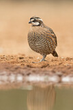 Image. Northern Bobwhite