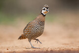 Image. Northern Bobwhite