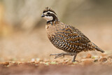 Image. Northern Bobwhite