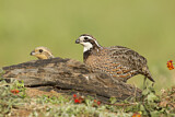Image. Northern Bobwhite