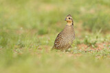 Image. Northern Bobwhite