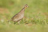 Image. Northern Bobwhite