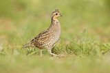 Image. Northern Bobwhite