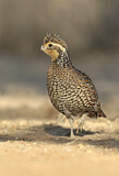 Image. Northern Bobwhite
