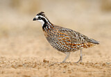 Image. Northern Bobwhite