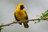 Image. Northern Brown-throated Weaver