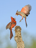 Image. Northern Cardinal & Pyrrhuloxia