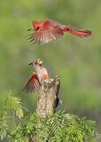 Image. Northern Cardinal & Pyrrhuloxia