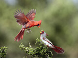 Image. Northern Cardinal & Pyrrhuloxia