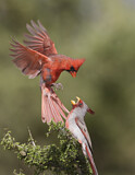 Image. Northern Cardinal & Pyrrhuloxia