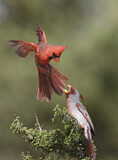Image. Northern Cardinal & Pyrrhuloxia