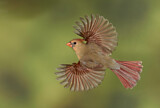 Image. Northern Cardinal