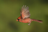 Image. Northern Cardinal