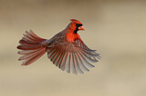 Image. Northern Cardinal
