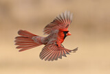 Image. Northern Cardinal