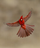 Image. Northern Cardinal