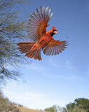 Image. Northern Cardinal
