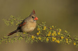 Image. Northern Cardinal