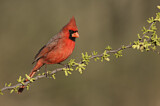 Image. Northern Cardinal
