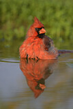 Image. Northern Cardinal