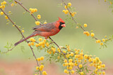 Image. Northern Cardinal