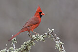 Image. Northern Cardinal