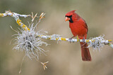 Image. Northern Cardinal