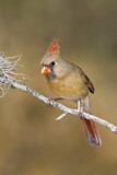Image. Northern Cardinal