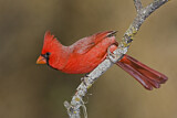 Image. Northern Cardinal