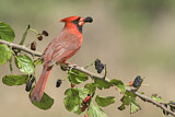 Image. Northern Cardinal