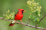 Image. Northern Cardinal