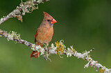 Image. Northern Cardinal