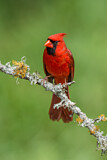 Image. Northern Cardinal