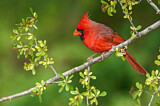 Image. Northern Cardinal