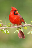Image. Northern Cardinal
