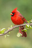 Image. Northern Cardinal