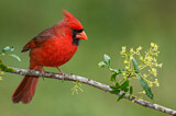 Image. Northern Cardinal