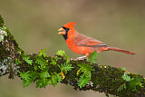 Image. Northern Cardinal