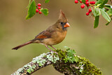 Image. Northern Cardinal