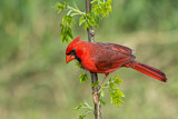 Image. Northern Cardinal