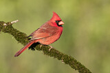 Image. Northern Cardinal