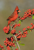 Image. Northern Cardinal